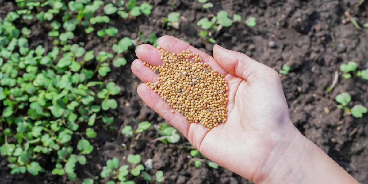 Sowing mustard seeds